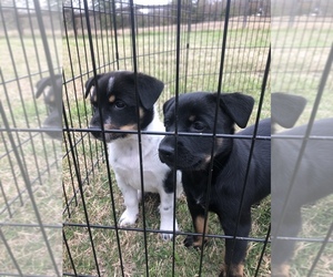 Australian Cattle Dog-Rottweiler Mix Puppy for sale in BRYAN, TX, USA