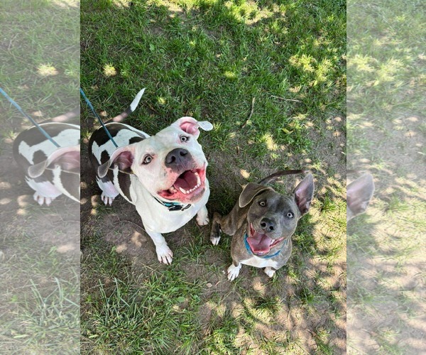 Medium Photo #11 American Pit Bull Terrier-Unknown Mix Puppy For Sale in Germantown, OH, USA