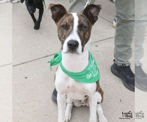 Luigo - Male Mutt Dog for Adoption - Photo #3