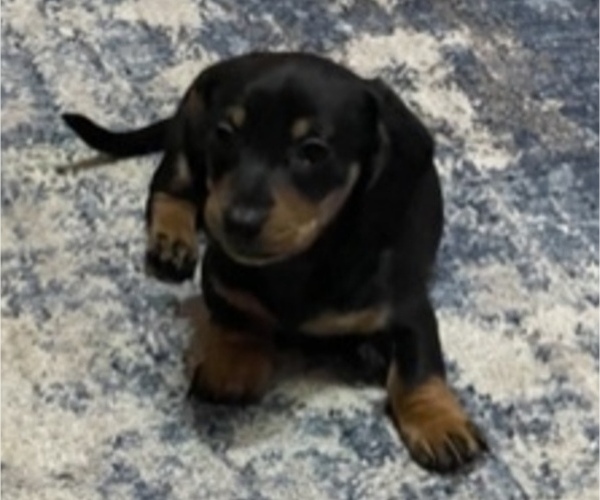 Medium Photo #1 Dachshund Puppy For Sale in GEPP, AR, USA