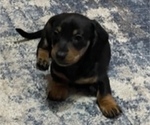 Small Photo #1 Dachshund Puppy For Sale in GEPP, AR, USA