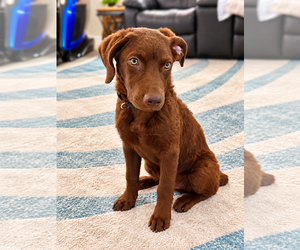 Chesador Dogs for adoption in Des Moines, IA, USA