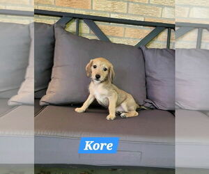Medium Dachshund Mix