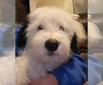 Small Photo #28 Old English Sheepdog Puppy For Sale in WILMINGTON, OH, USA