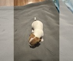 Small Photo #7 Jack Russell Terrier Puppy For Sale in HARRISVILLE, RI, USA