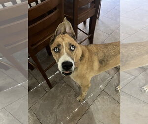 PLUTO - Male Mutt Dog for Adoption - Photo #3