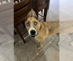 Small #2 Mutt