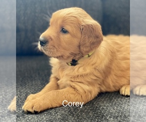Golden Retriever Puppy for sale in EUSTACE, TX, USA