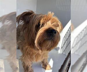 Mutt Dogs for adoption in Houston, TX, USA