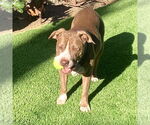 Small #2 American Staffordshire Terrier