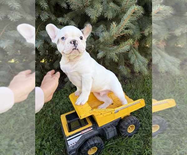 Medium Photo #3 French Bulldog Puppy For Sale in MIDDLEBURY, IN, USA