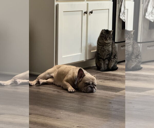 Medium Photo #3 French Bulldog-Unknown Mix Puppy For Sale in Farmington, MN, USA
