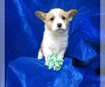 Small Photo #12 Pembroke Welsh Corgi Puppy For Sale in NORWOOD, MO, USA