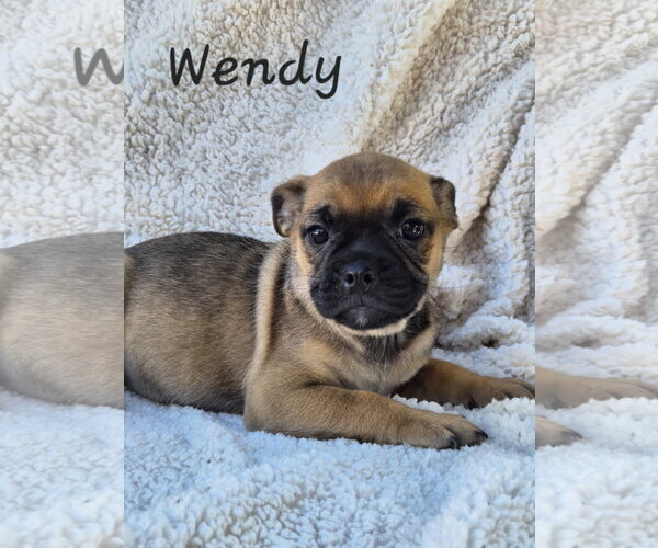 Medium Photo #1 Pug-Unknown Mix Puppy For Sale in Phelan, CA, USA