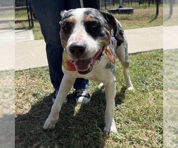 Medium Photo #1 Catahoula Leopard Dog-Unknown Mix Puppy For Sale in San Antonio, TX, USA