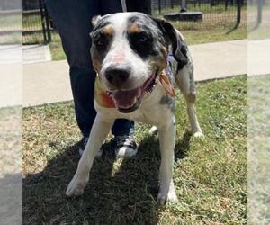 Catahoula Leopard Dog-Unknown Mix Dogs for adoption in San Antonio, TX, USA