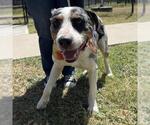 Small Catahoula Leopard Dog Mix