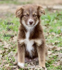 Miniature Australian Shepherd Puppy for sale in FORESTBURG, TX, USA