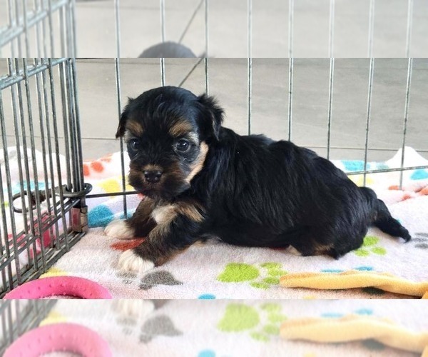 Medium Photo #8 Havanese Puppy For Sale in ORO VALLEY, AZ, USA