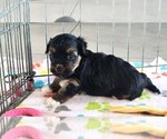 Small #7 Havanese