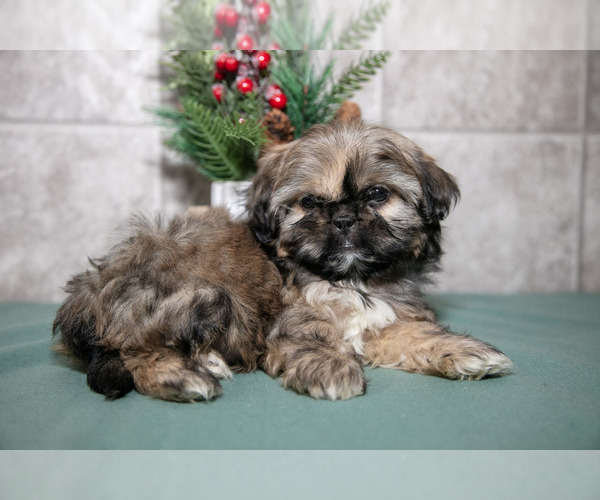 Medium Photo #2 Shih Tzu Puppy For Sale in CLARE, MI, USA