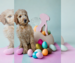 Small Photo #16 Goldendoodle Puppy For Sale in McKinney, TX, USA