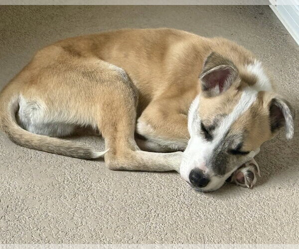 Medium Photo #6 Mutt Puppy For Sale in Corona, CA, USA