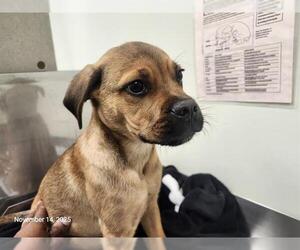 Pug-Rottweiler Mix Dogs for adoption in Santa Cruz, CA, USA