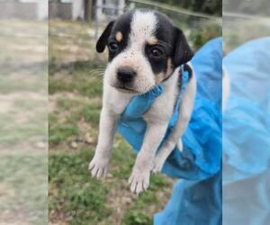 Rottweiler-Unknown Mix Dogs for adoption in San Antonio, TX, USA