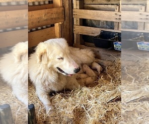 Mother of the Great Pyrenees puppies born on 04/10/2024