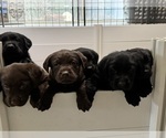 Small Labrador Retriever