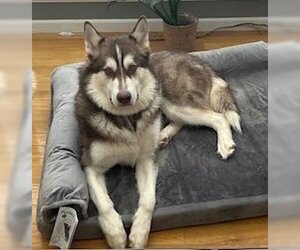 Alaskan Malamute Dogs for adoption in Boonton, NJ, USA