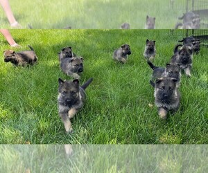 German Shepherd Dog Puppy for sale in XENIA, OH, USA