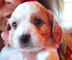 Puppy Puppy #4 Cavachon-Cavapoo Mix