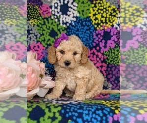 Goldendoodle (Miniature) Puppy for sale in KIRKWOOD, PA, USA
