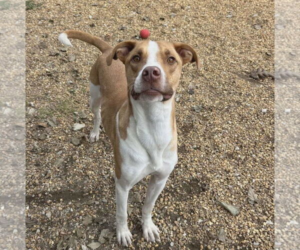 Medium Photo #4 Mutt Puppy For Sale in Anniston, AL, USA