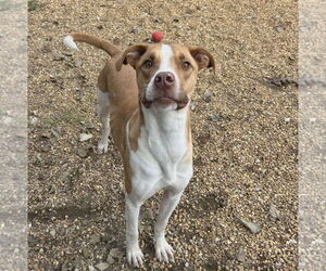 Gilbert - Male Mutt Dog for Adoption - Photo #4