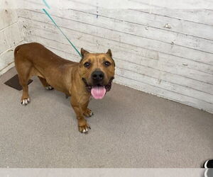 Mutt Dogs for adoption in San Bernardino, CA, USA