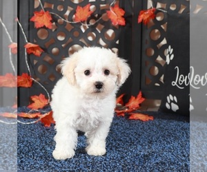 Bichpoo Puppy for Sale in MOUNT VERNON, Ohio USA