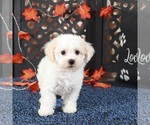 Small Bichpoo