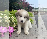 Small #3 Great Pyrenees