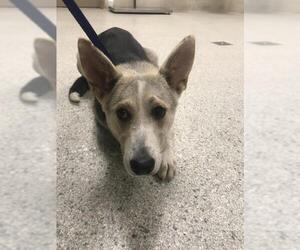 Labrador Retriever-Unknown Mix Dogs for adoption in Conroe, TX, USA