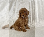Small Photo #4 Poodle (Miniature) Puppy For Sale in PITTSGROVE, NJ, USA