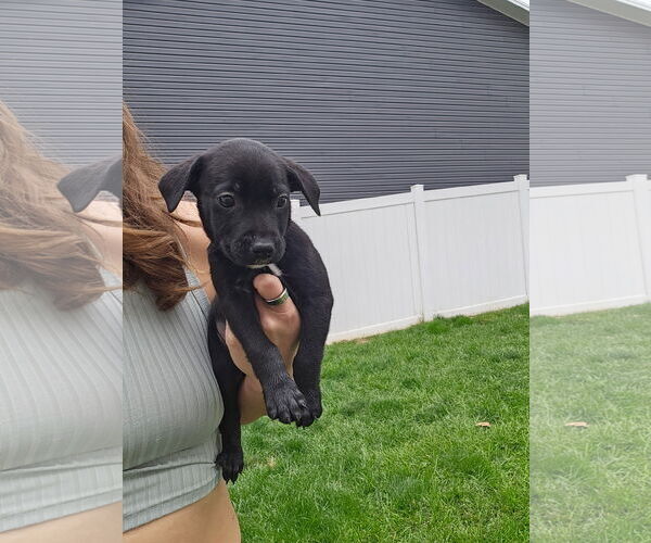 Medium Photo #1 Labrador Retriever-Unknown Mix Puppy For Sale in MIDWAY, UT, USA
