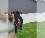 Small Labrador Retriever Mix