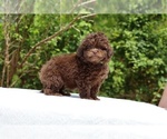 Small #25 ShihPoo