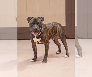 Prancer - Foster or Adopt Me! - Male American Staffordshire Terrier-Unknown Mix Dog for Adoption - Photo #3