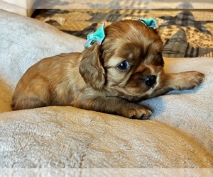 Cavalier King Charles Spaniel Puppy for sale in PICAYUNE, MS, USA