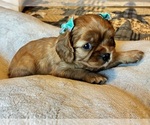 Image preview for Ad Listing. Nickname: Amberli