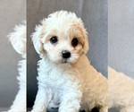 Puppy Puppy 4 Cavapoo (Miniature)